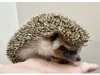 hedgehog photo