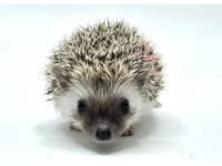 hedgehog photo