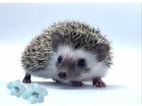 hedgehog photo