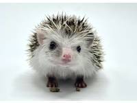 hedgehog photo