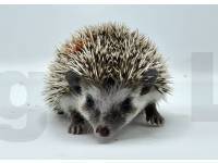 photo of hedgehog Deeza, for sale
