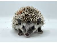 hedgehog photo