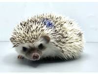 hedgehog photo