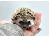 hedgehog photo