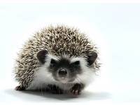 hedgehog photo