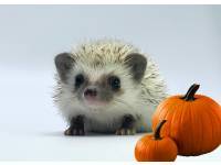 hedgehog photo