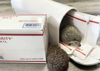 hedgehog photo
