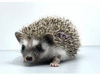 hedgehog photo