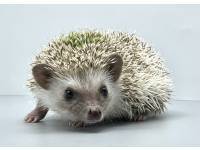 hedgehog photo