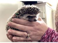 hedgehog photo