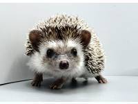 hedgehog photo