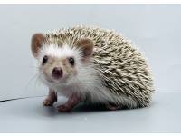 hedgehog photo