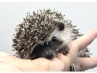 hedgehog photo