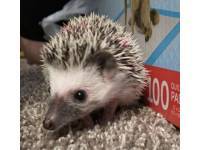 hedgehog photo