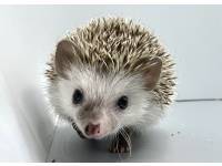 hedgehog photo