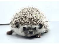 hedgehog photo