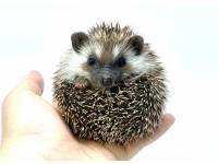 hedgehog photo