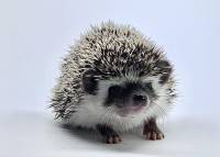 hedgehog photo