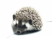 hedgehog photo