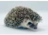 photo of hedgehog for sale