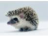 photo of hedgehog for sale