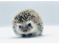 hedgehog photo