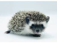 photo of hedgehog for sale
