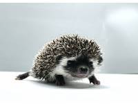 hedgehog photo