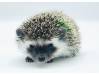 photo of hedgehog for sale