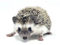 hedgehog photo