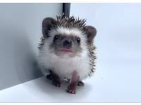 hedgehog photo