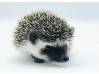 photo of hedgehog for sale