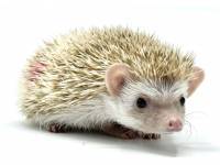 hedgehog photo