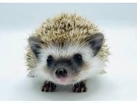 hedgehog photo