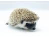 photo of hedgehog for sale
