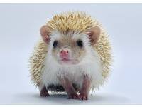 hedgehog photo