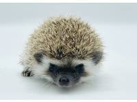 photo of hedgehog for sale
