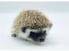 photo of hedgehog for sale