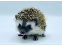 hedgehog photo