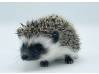 photo of hedgehog for sale