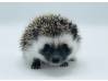 photo of hedgehog for sale