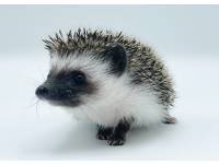 photo of hedgehog for sale