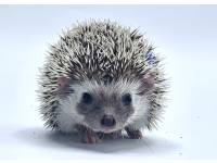 hedgehog photo