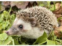 hedgehog photo