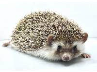 hedgehog photo
