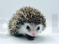 photo of hedgehog Flipper, for sale