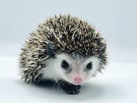 hedgehog photo