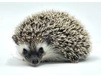 hedgehog photo