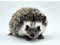 hedgehog photo