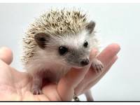 hedgehog photo